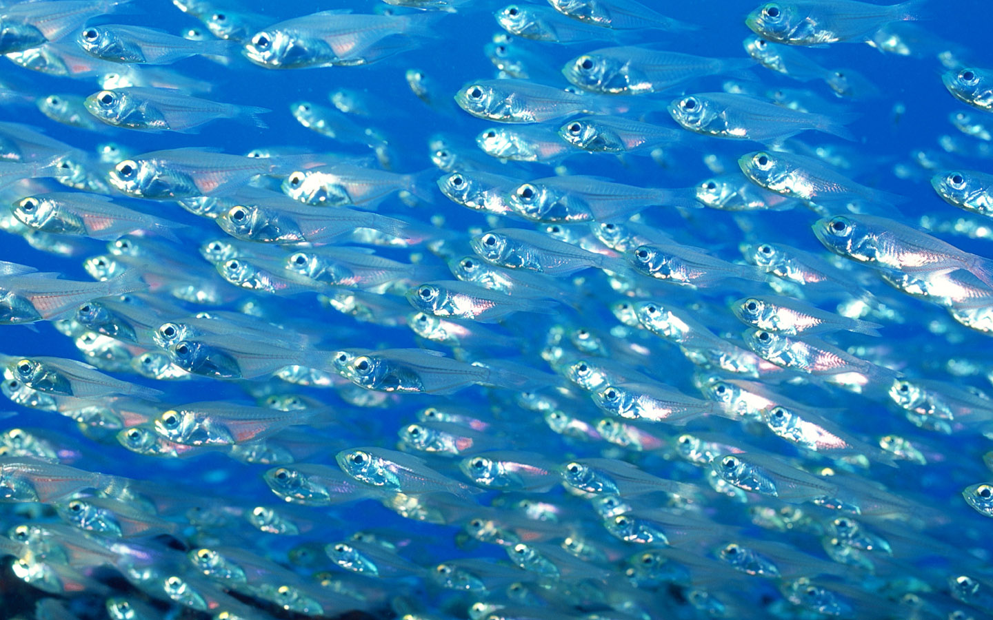 蓝色海底深海鱼群图片合集电脑高清壁纸