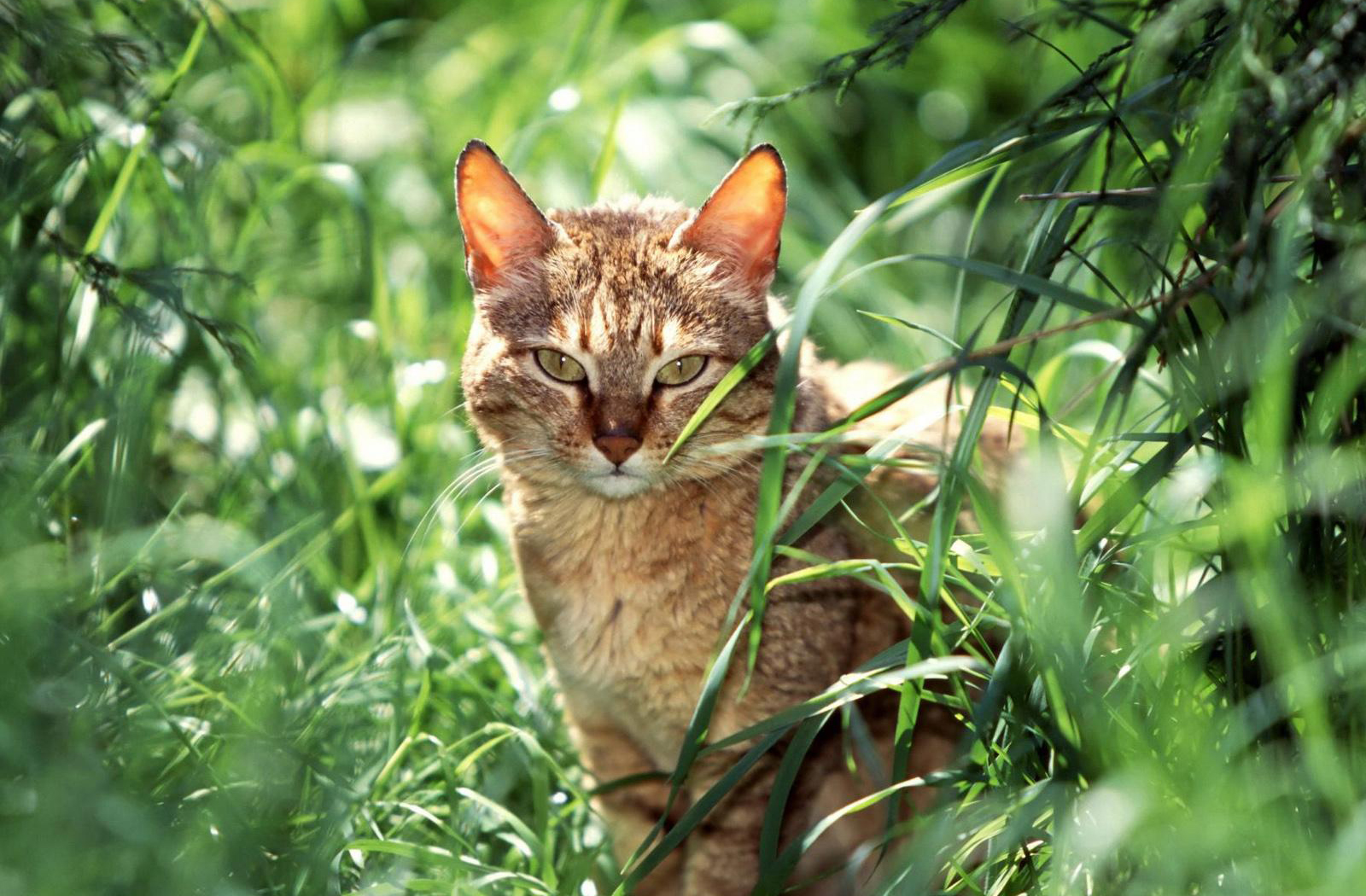 猫的国度电脑桌面壁纸高清可爱 第10页