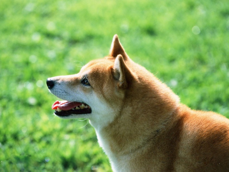 日本国宝最古老的犬日本柴犬高清桌面壁纸 第3页