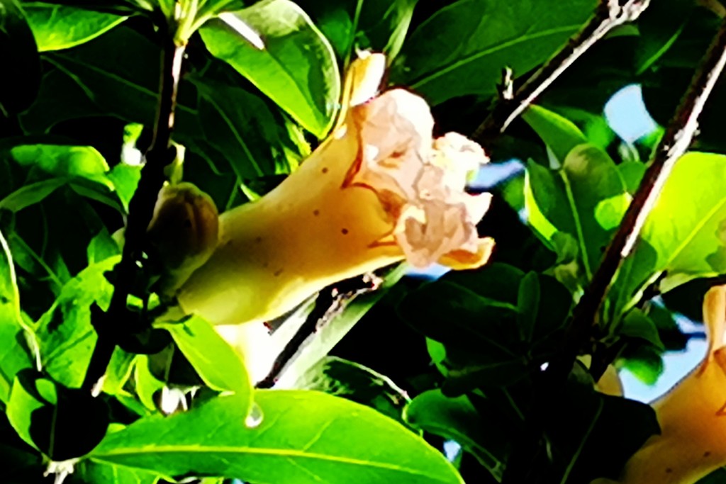 六月石榴花盛开 远远望去那美不胜收的花朵像一个个小喇叭