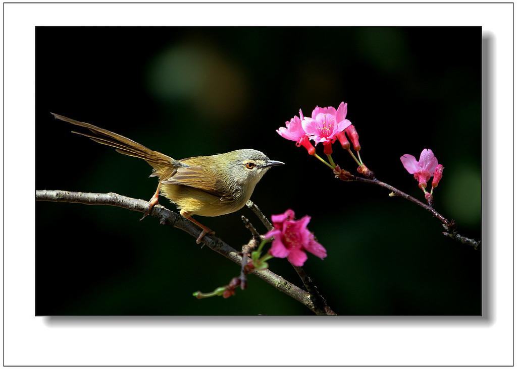 一只黄腹山鹪莺与美丽花朵 构成了一幅活泼俏丽的风俗画