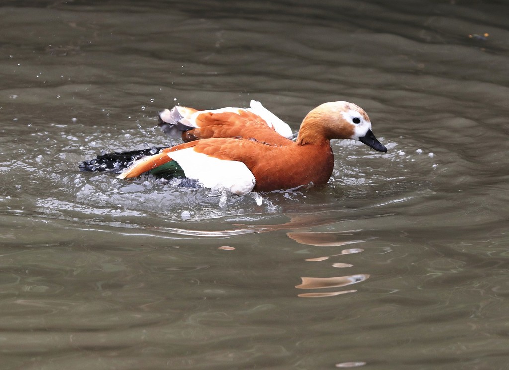 一只栖息在开阔的湖面上嬉戏玩水的赤麻鸭