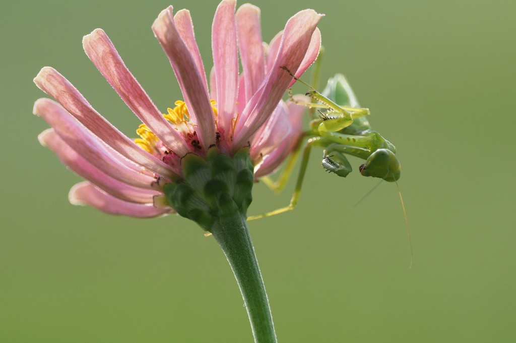秀丽淡雅的波斯菊上一只绿色小螳螂 构成了一幅美丽的图画