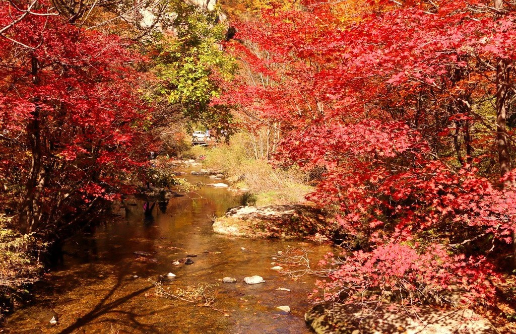 满山红叶秋意浓自然景观 宛如一幅高雅素洁的风景画(图1)