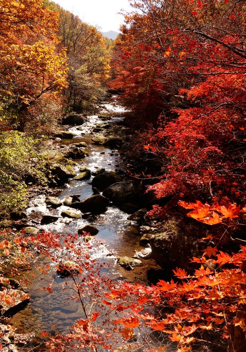 满山红叶秋意浓自然景观 宛如一幅高雅素洁的风景画(图2)
