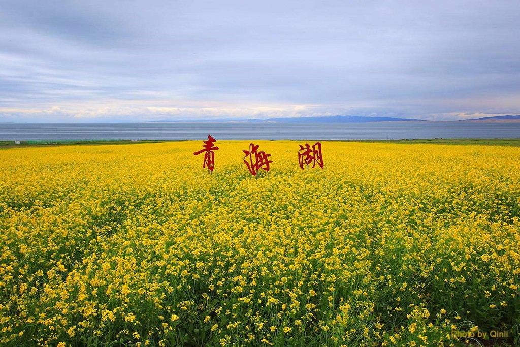 高空俯瞰青海湖畔万亩的油菜花田 美得犹如一幅活泼俏丽的风俗画(图1)