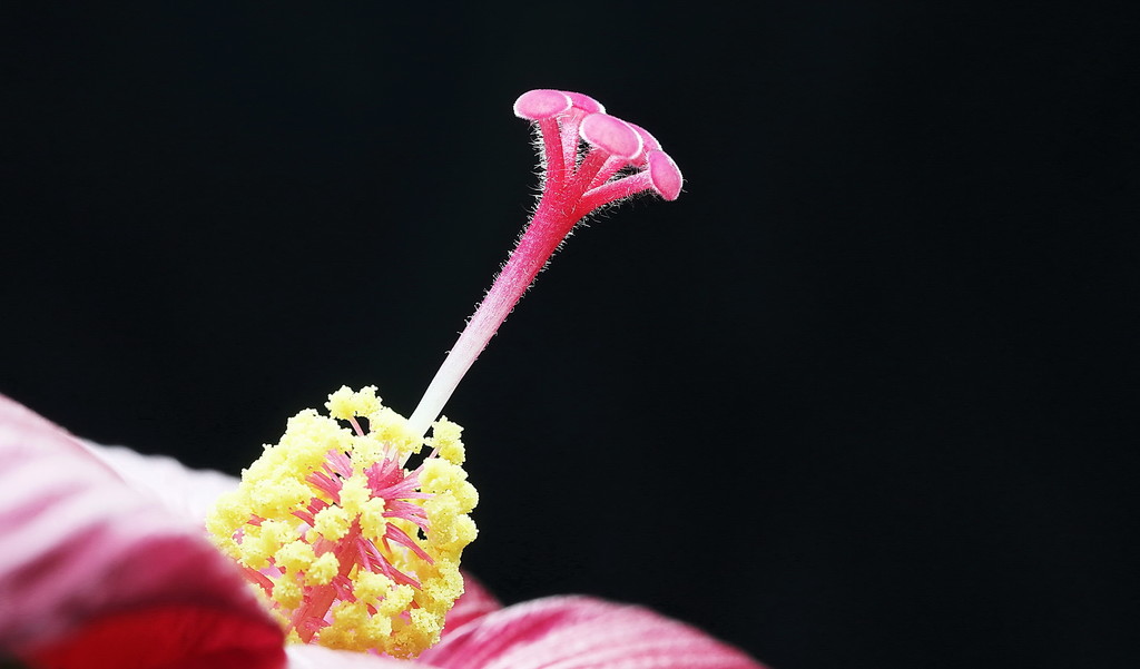 微距镜头下花色艳丽的木槿花蕊唯美植物特写(图1)