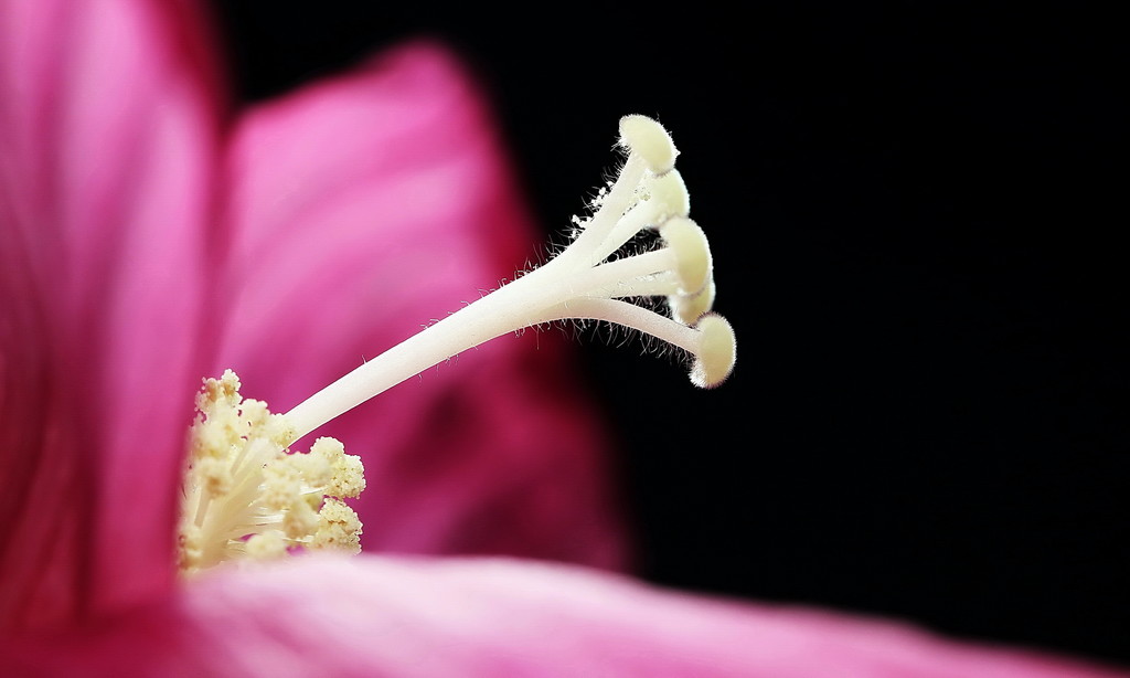 微距镜头下花色艳丽的木槿花蕊唯美植物特写(图2)