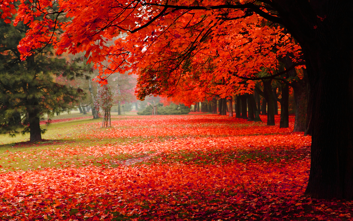 秋天的自然景色