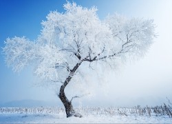 冬季美丽雪景图片大全唯美桌面壁纸