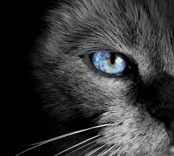 犹如星辰般唯美的猫眼图片