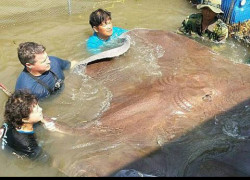 湄公河捕获“世界上最大淡水鱼” 重达725斤
