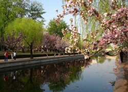春游之北京海棠园里赏花溪唯美风景