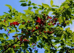 满树的红樱桃 酷暑里不可缺少的水果