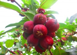 秋季海棠树花落结果 那红彤彤的果实像孩子圆圆的脸蛋可爱极了