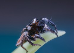 微观视界镜头下的神奇动物跳蛛自然生态特拍