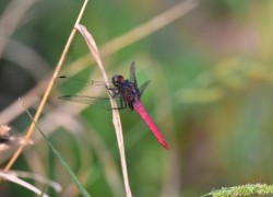 一只红尾蜻蜓飞落在树枝上的近景特写