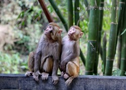 动物园里一群标致灵动的猴子们在等待食物