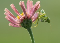秀丽淡雅的波斯菊上一只绿色小螳螂 构成了一幅美丽的图画