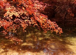 满山红叶秋意浓自然景观 宛如一幅高雅素洁的风景画
